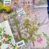 SANA SAFINAZ Lawn Master Replica 2019 - Image 2