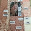 Voguish Anaya Lawn Master Replica 2019 - Image 2