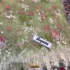 Sobia Nazir Party Wear Lawn Replica - Image 3